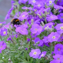Żagwin ogrodowy Rock On Blue – Aubrieta